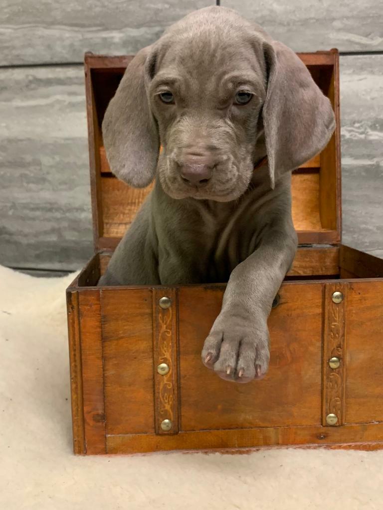 miniature weimaraner puppies for sale